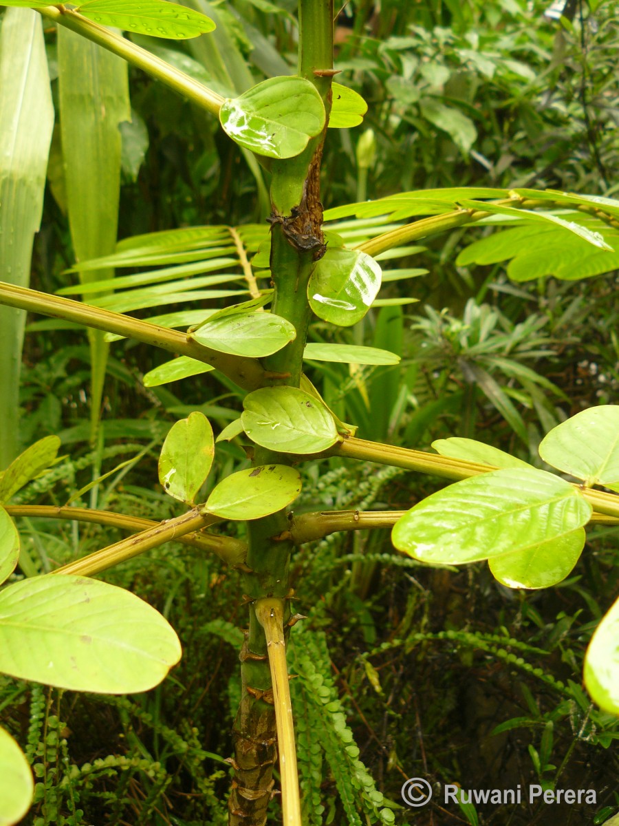 Senna alata (L.) Roxb.